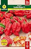 Mascarell Semillas, Semillas de Pimiento Carolina Reaper, los más Picantes del Mundo, Ideal para Salsas Extremas y Aderezos, Chili Picante, Cultivo y Huerto en Casa, Contiene 8 sem