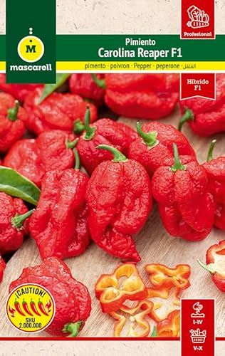 Mascarell Semillas, Semillas de Pimiento Carolina Reaper, los más Picantes del Mundo, Ideal para Salsas Extremas y Aderezos, Chili Picante, Cultivo y Huerto en Casa, Contiene 8 sem