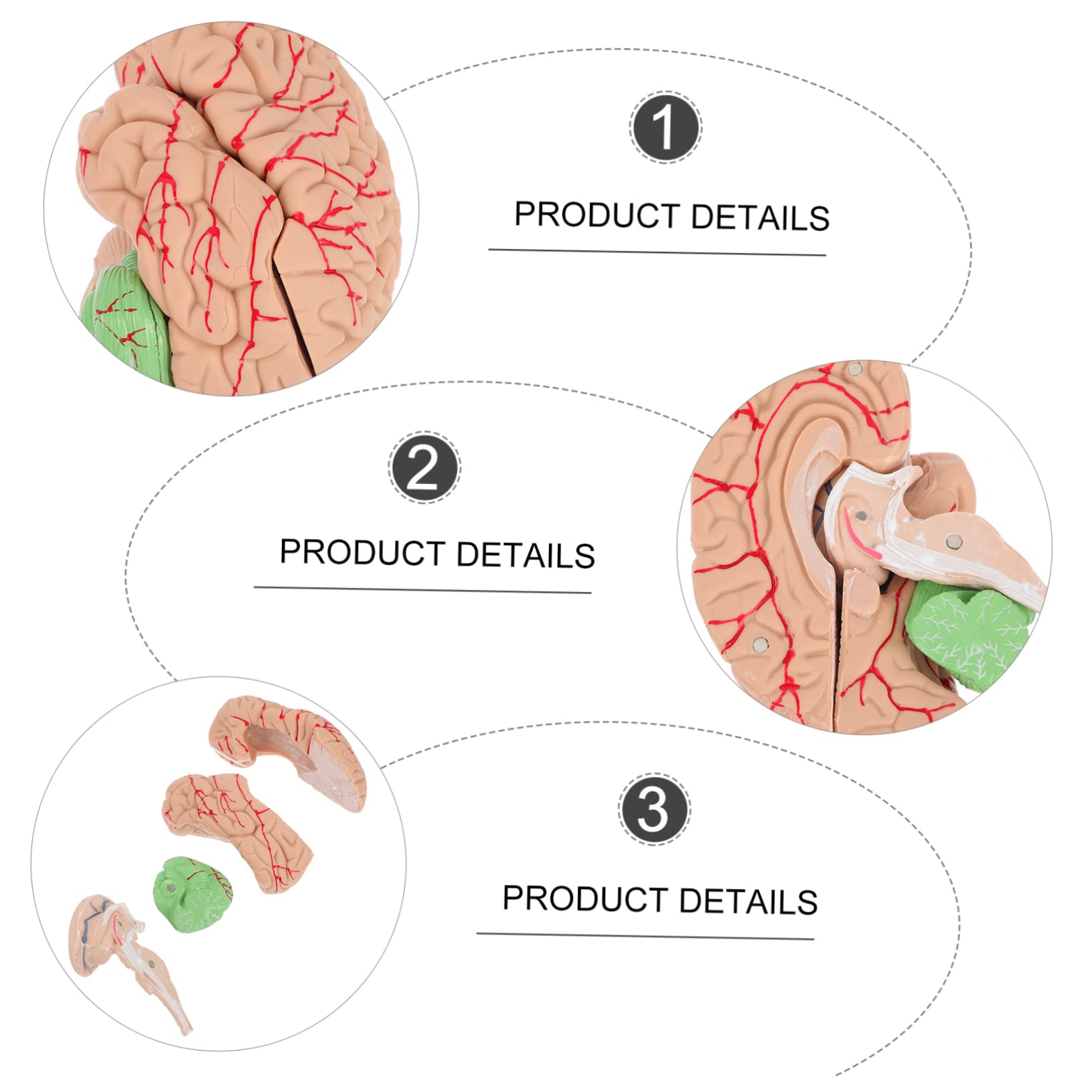 MAGICLULU Modelo Cerebral Anatómico Para Enseñanza Soporte Para Modelo De Cerebro Humano Diseño Para Uso Médico y Exhibición Aulas