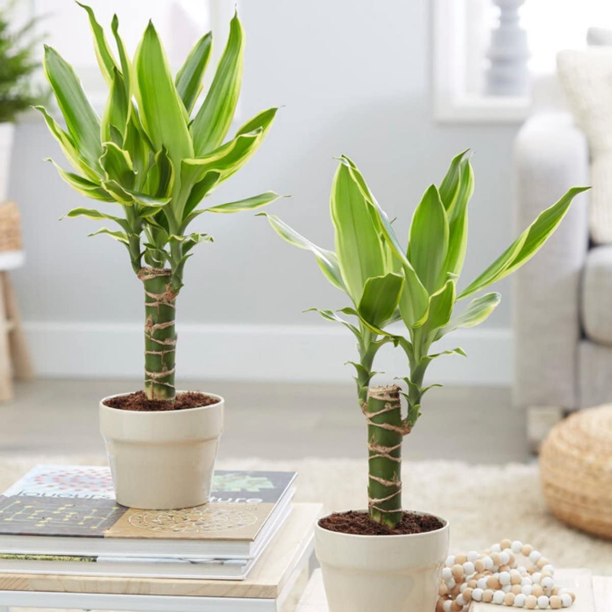 DECOALIVE Duo de Tronco del Brasil Plantas Naturales Dracaena Fragrans Yellow Coast