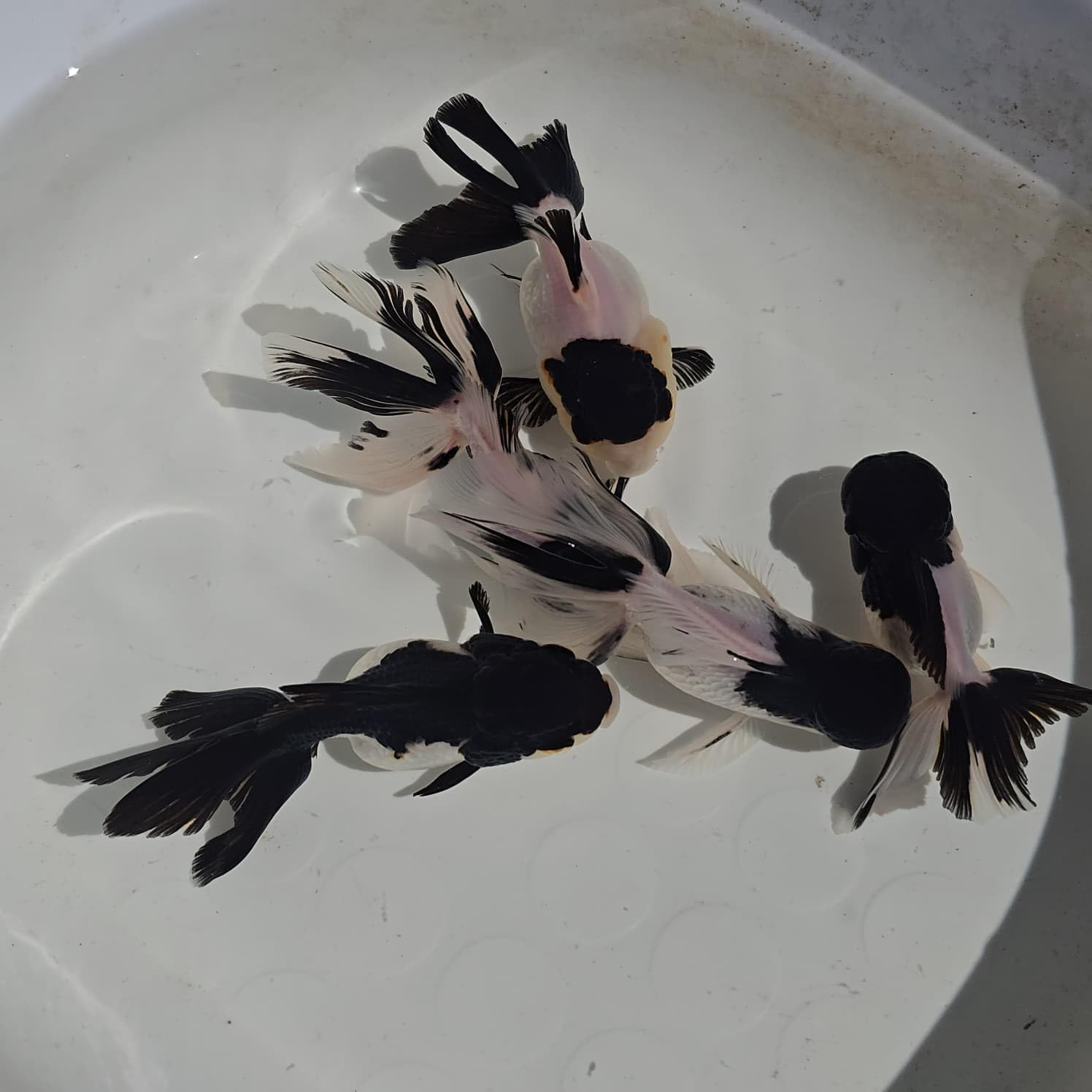 3 Pack Live Freshwater Aquarium Fish - 2-2.5" Black Head Panda Goldfish - Great for Aquariums - Populate Your Fish Tank! by Voelk Art & Plants