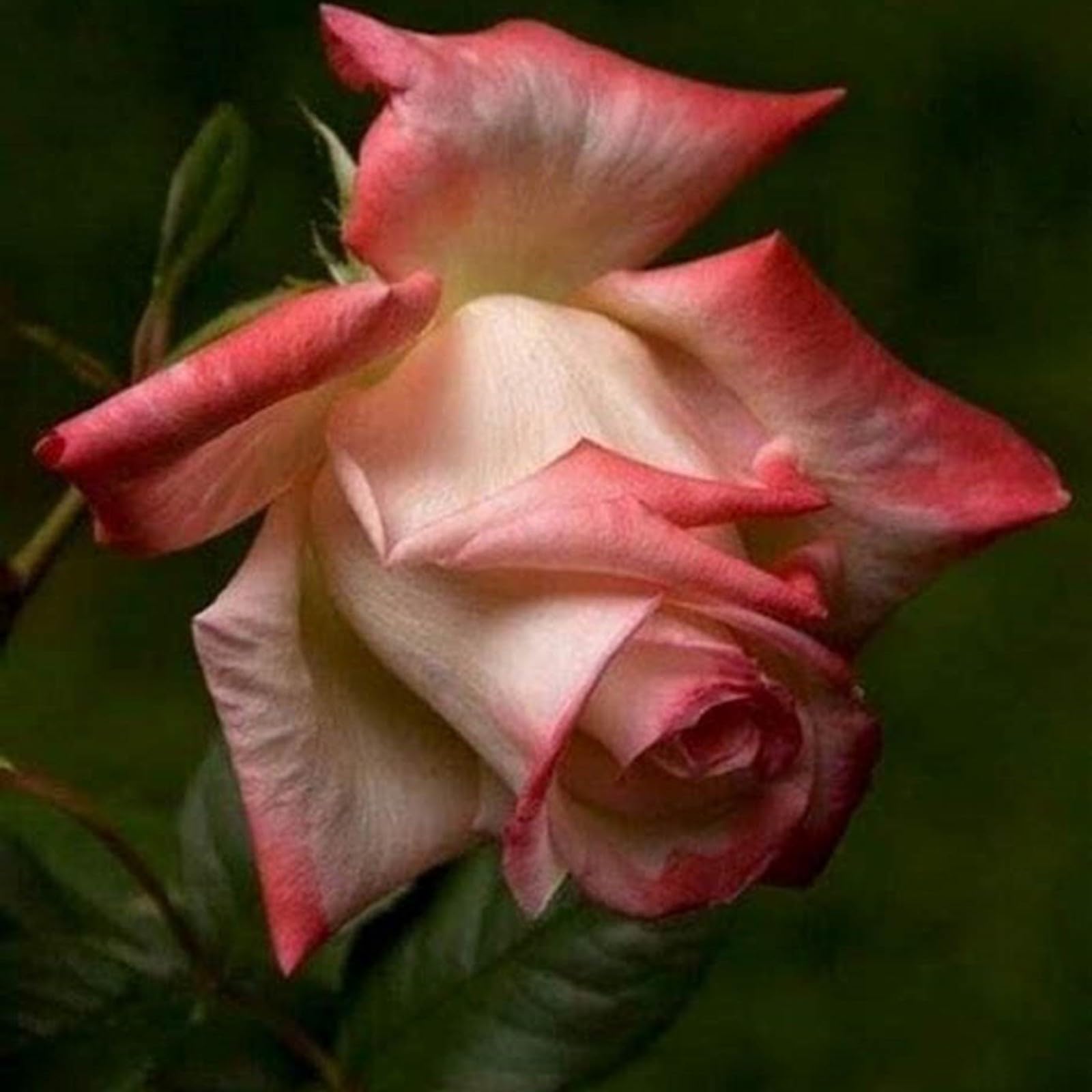 Gorgeous Rose Bulbs Mix UK,Good for Containers,Flowering Rhizome,Iridescent,Excellent Display,Perennial,Balcony Garden Bulbs,Hardy,Rose Rhizome-4bulbs-K