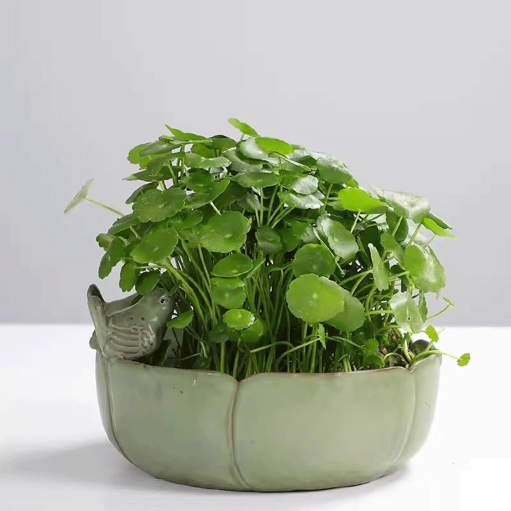 GUERNSEY Acquario Il Bacino for Tartarughe Cinesi con Vaso da Fiori in Ceramica idroponico con Decorazione for Uccelli è Adatto for l'ingresso del Soggiorno, L'Ufficio, ECC. Piccolo Acquario(S)