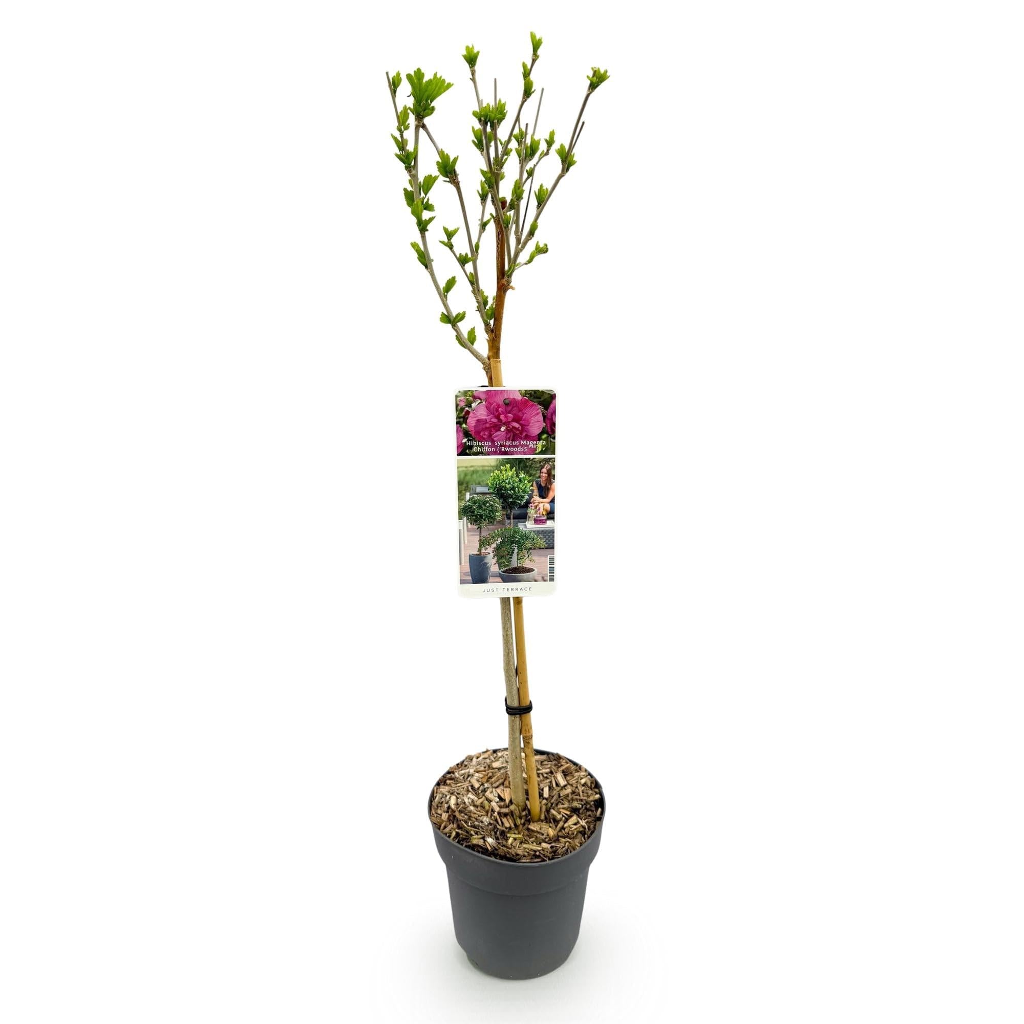 Hibiscus syriacus magenta szyfon – kwitnąca roślina łodyga z kwiatami w kolorze magenty – rzucająca liście i łatwa w pielęgnacji – doniczka Ø 19 cm – wysokość ok. 90 cm – na taras i balkon