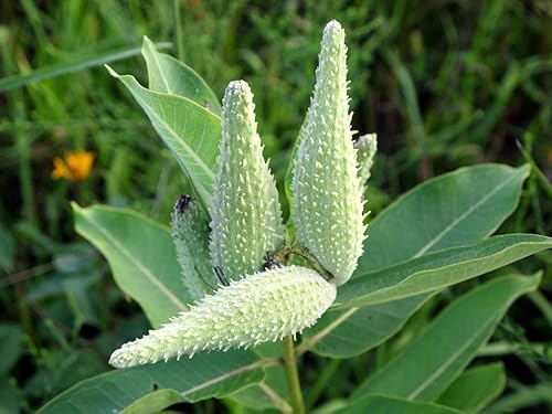 Miniatura 2 de Semillas nativas de algodoncillo común para plantar (100 semillas) Asclepias syriaca Ideal para Butr