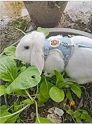Coleira Peitoral Colete com Guia para Coelho e Porquinho da Índia Múltiplas Cores (Azul, M)