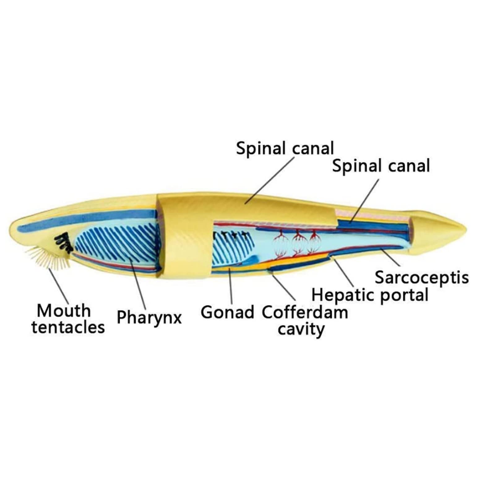 Anatomiczny Model Amphioxus Naukowy Anatomia Biologiczna RęCznie Malowane Biologiczne Modele Nauki Do Nauki Szkolnej Display Lab MateriałY Nauczania MająCych Zastosowanie