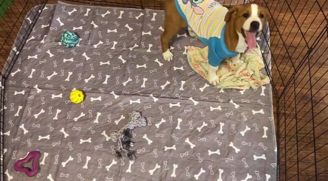 Unterlage für Hunde – Die 15 besten Produkte im Vergleich & Angebote Unterlage für Hunde – Die 15 besten Produkte im Vergleich & Angebote