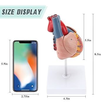 心臓　模型　中村　nakamura 学校備品　理科　病院　接骨院　整体　カイロ 心臓 模型 中村 nakamura 学校備品 理科 病院 接骨院 整体