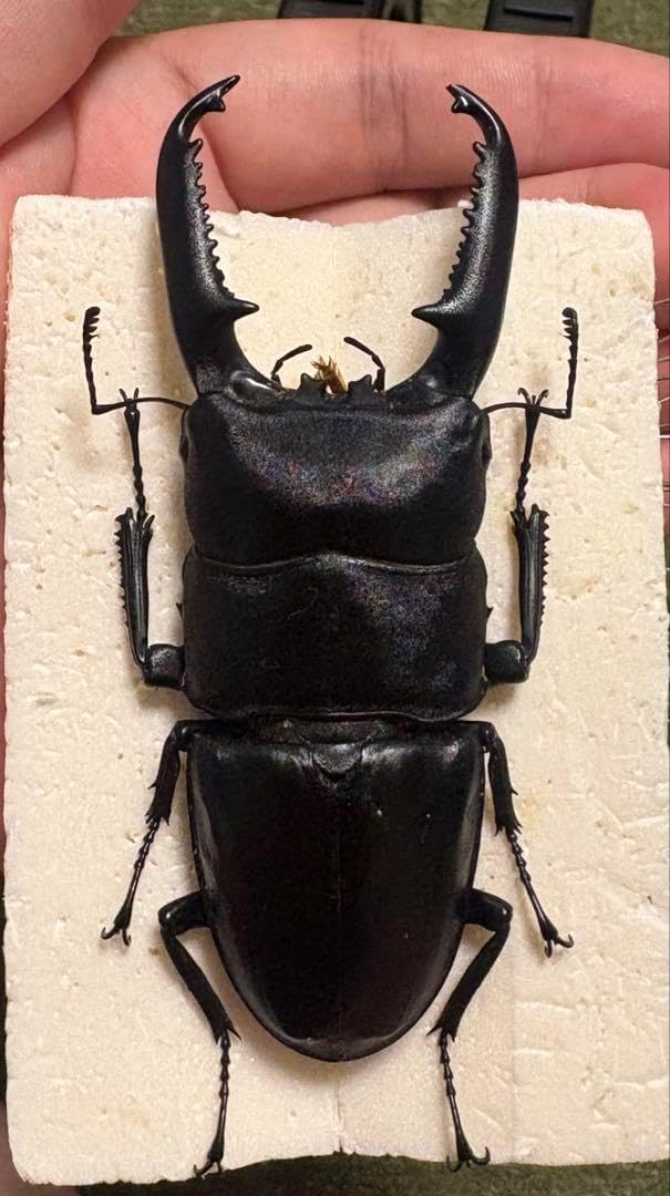 ヒラタクワガタ ラオス産 標本 i-img1200x816-