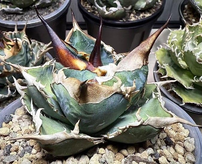 Amazon.co.jp: a198 多肉植物アガベ チタノタ 超 種 白澤 強棘 : DIY