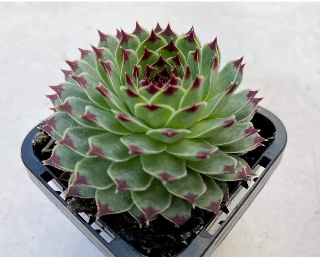 Balbasaur Original Laxmi Kamal Sempervivum Live Succulent Plant