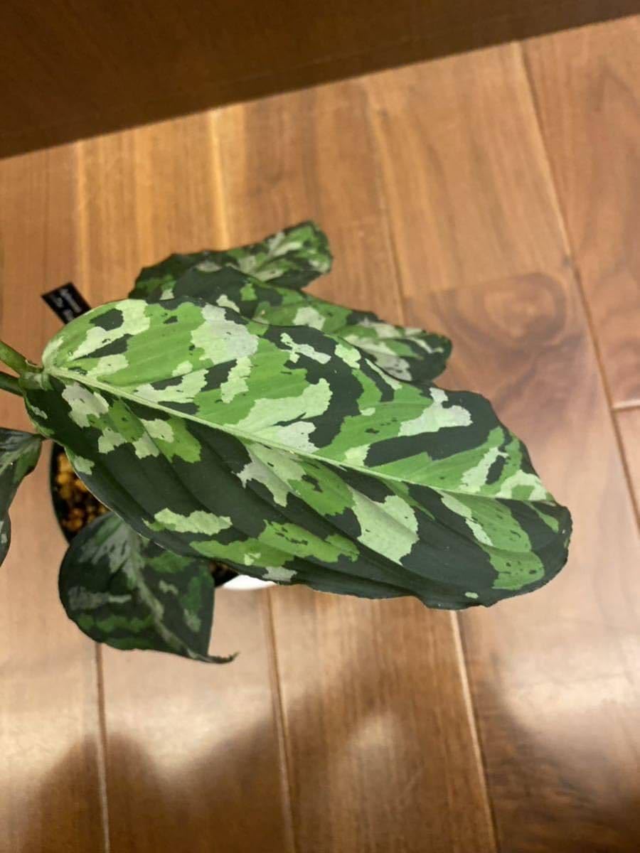 アグラオネマ　ピクタム　キングダムタイランド Amazon.co.jp: Aglaonema Pictum Tricolor The Kingdom of Thailand