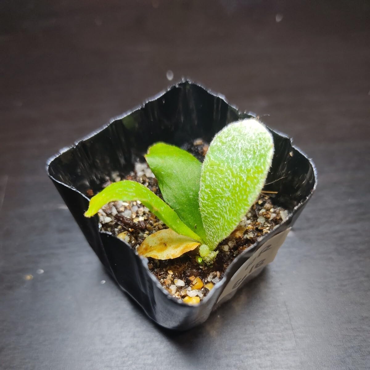 Amazon.co.jp: ［ビカクシダ］P.Veitchii Auburn river アーバンリバー