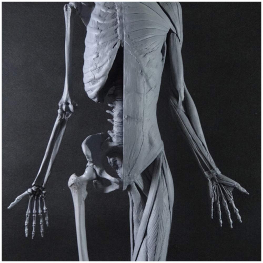 Anatomie du Corps Humain - Anatomie Masculine De 60 Cm - Modèle Anatomique du Squelette Musculaire Humain - pour Étude De Dessin d'artiste Médical, A