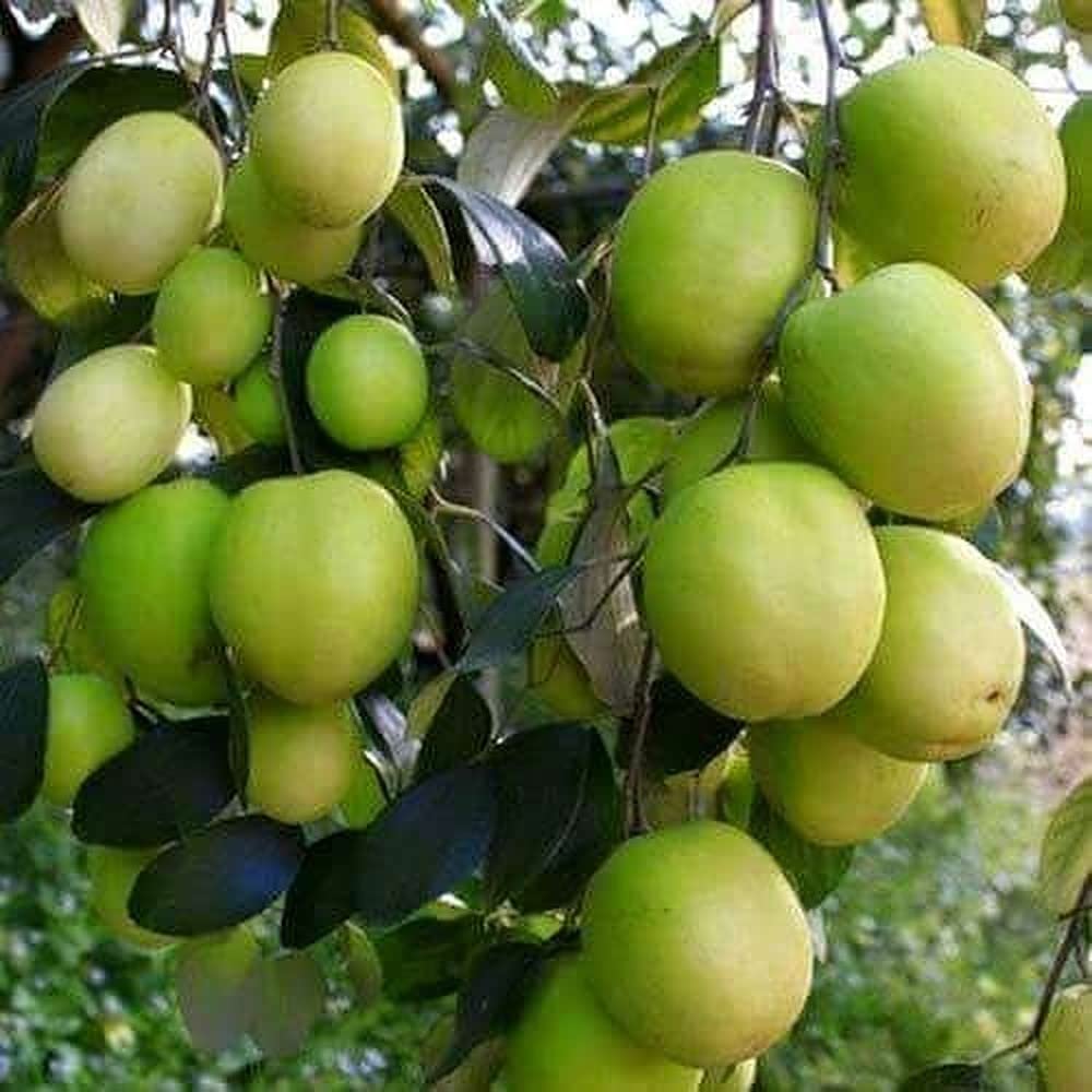 See full amazon price history chart for Bahan Traders Exclusive Green Apple Ber Thailand variety fruit known as the Indian jujube Grafted plant with polybag Bahan Traders Exclusive Green Apple Ber Thailand variety fruit known as the Indian jujube Grafted plant with polybag (B08RBR9K3T) Amazon Price History, Amazon Price Tracker