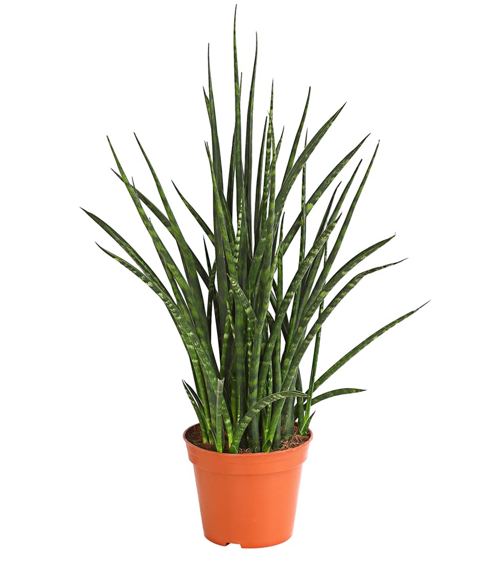 Dehner Bogenhanf Fernwood Punk, marmorierte Blatttriebe, ca. 15-20 cm,   Topf 12 cm, Zimmerpflanze : Amazon.de: Garten