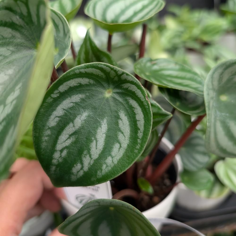 その他観葉植物 Peperomia argyreia variegated Amazon｜観葉植物 ペペロミア アルギレイア サンデルシー スイカペペ