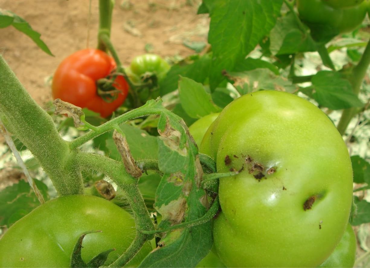 Trampas Tuta Absoluta (10 Unidades) para Tomates, Pimientos, Berenjenas y Otros Cultivos de Huerto Muy EFECTIVAS | Sin Insecticidas, Sin Químicos y Ecológicas | Trampas Cromáticas