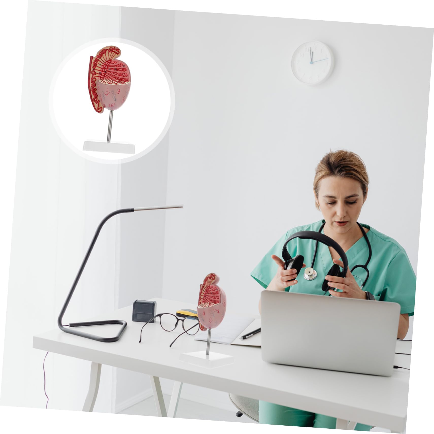 Männliches Anatomiemodell Flexibles Lehrmittel Für Humanorgane Material Realistische Details Für Anatomieunterricht Und Ausbildung Für Schüler Und Interessierte