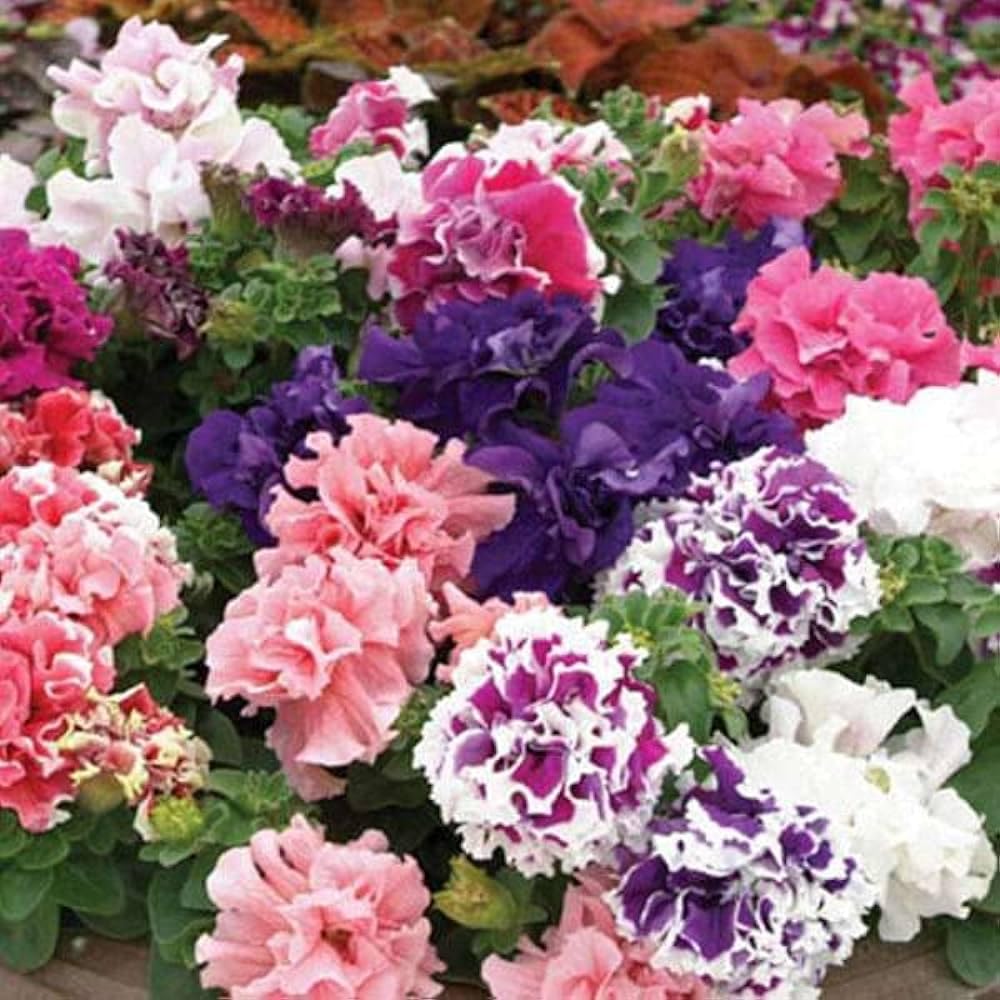 Petunia double mix flower seeds garden Pack Of 50 (B0CMTCK73G) Amazon Price History, Amazon Price Tracker