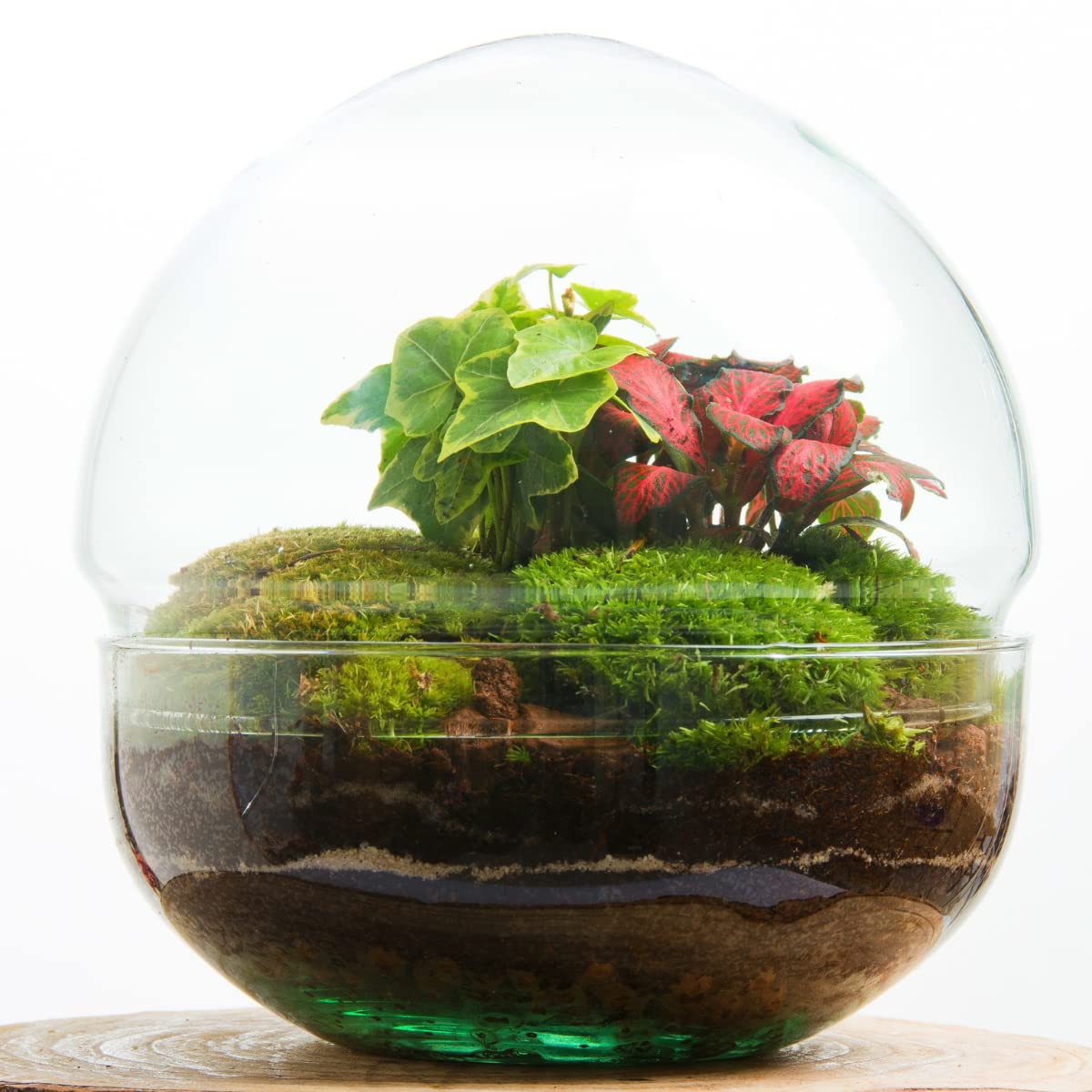 Terrario Plantas Cristal - Cápsula con Hiedra y Fittonia | Jardin Eterno en Cristal o Ecosistema Cerrado | Ideal para Decoración Hogar | Terrarios Autónomos | Medidas, 20 cm x 18 cm
