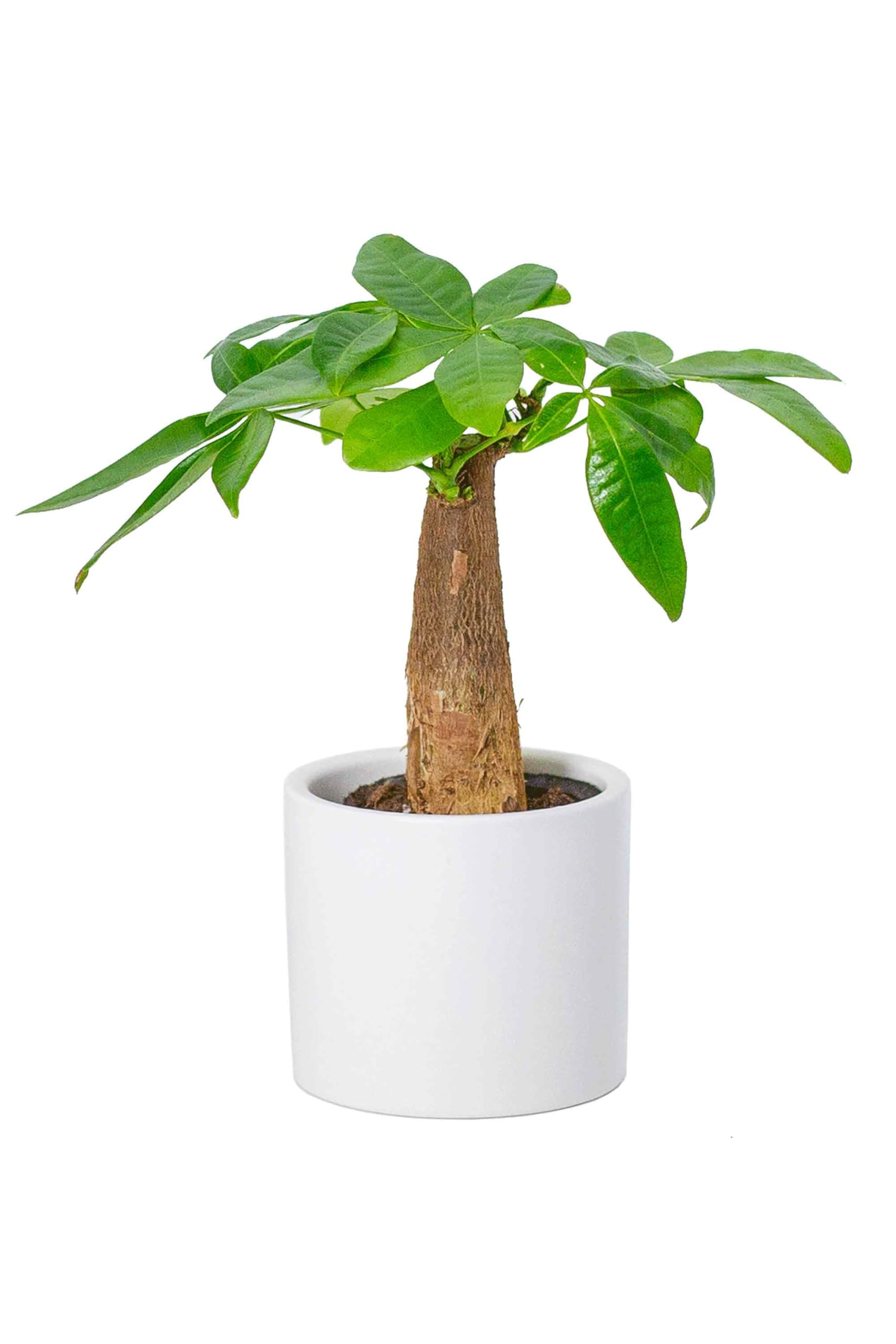 Amazon｜[ miipas ] パキラ 観葉植物 本物 ミニ 小型 小さい 卓上 鉢