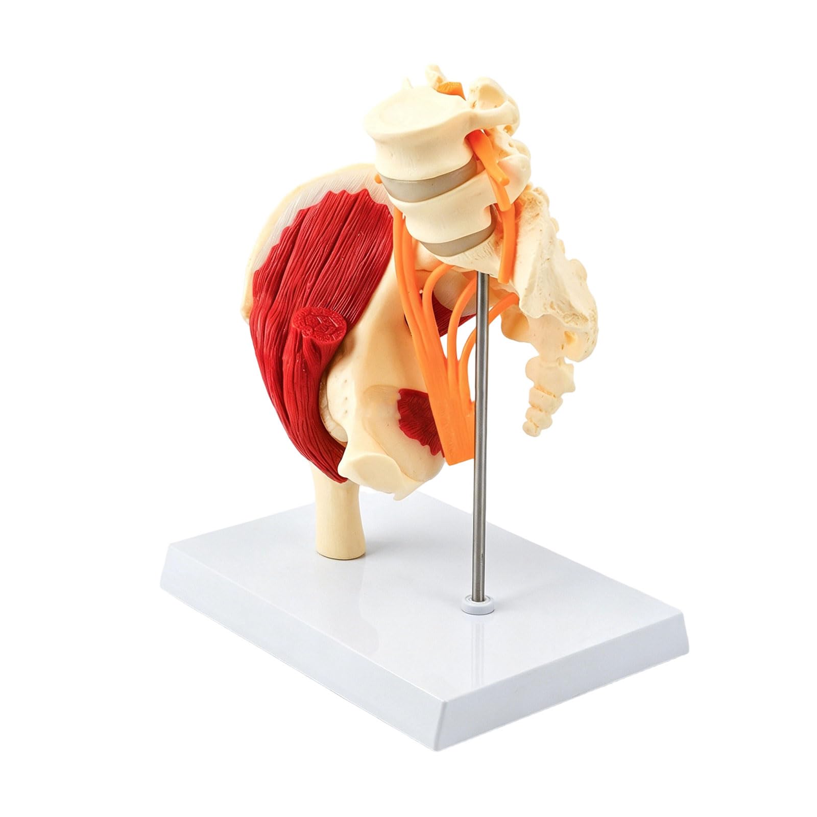 Modelo anatómico de vértebras lumbares humanas de tamaño real con músculos, nervios, esqueleto, hueso para demostración en el aula, modelo anatómico de pelvis lumbar