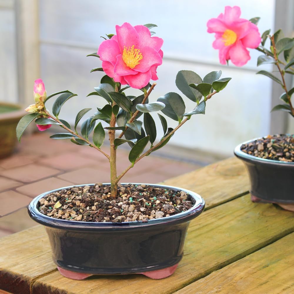 Brussel's Live Camellia Hot Flash Outdoor Bonsai Tree - 10" to 14" Tall with Decorative Container