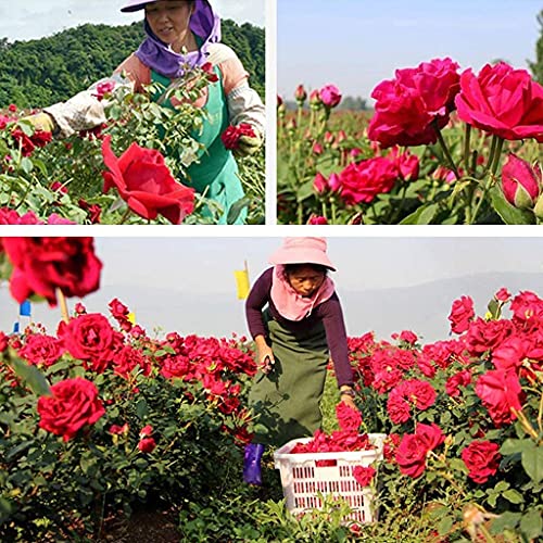 Quesuc 100G Natural Dried Rose Petals Real Flower Dry Red Rose Petal For Foot Bath Body Bath Spa Wedding Confetti Home Fragrance Diy Crafts Accessories #TOP6