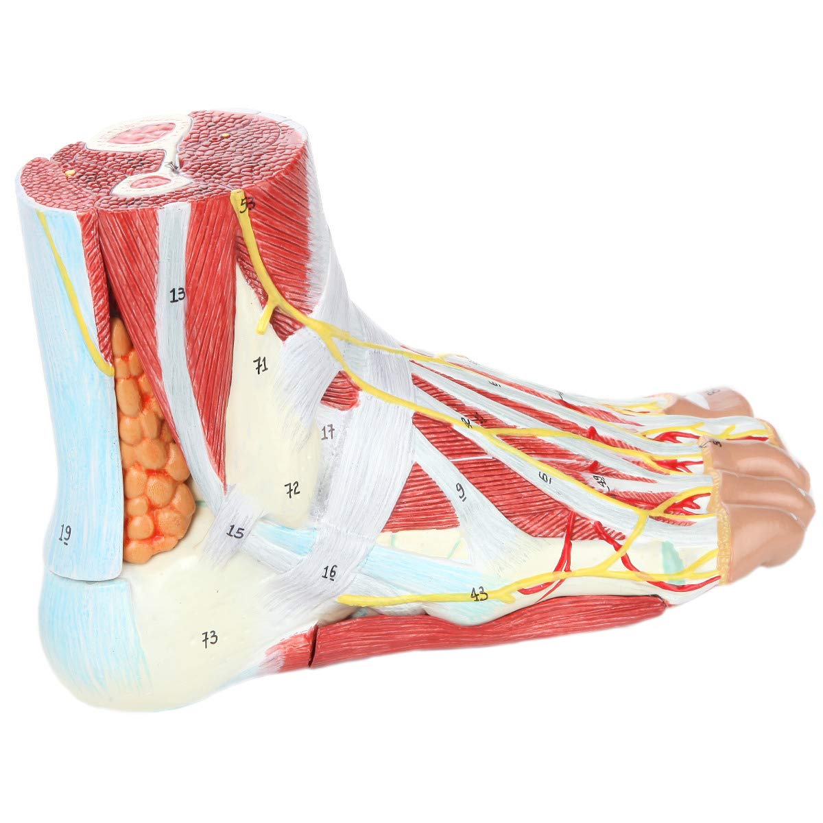 Axis Scientific Foot Anatomy Model with 9 Removable and Numbered Parts, Foot Model Anatomy Ligaments, Muscles, Nerves and Arteries, Includes Study Guide, Foot Health, Body Parts Anatomy Study Tools