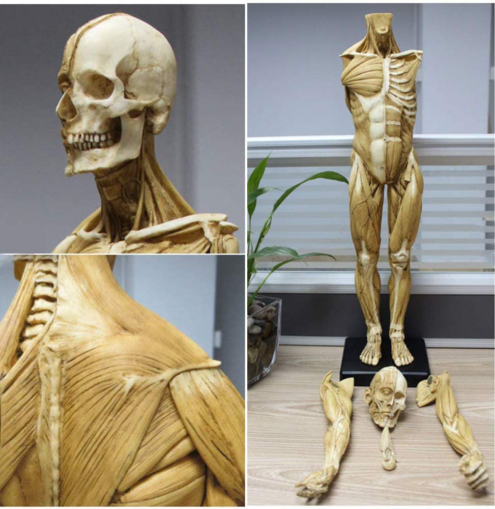 Amazon.co.jp: Male Anatomy Figure 23 inch Human Body