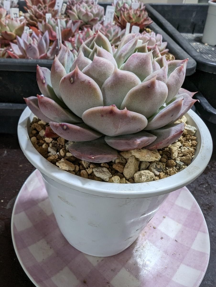 Amazon.co.jp: 多肉植物 エケベリア クレバー 大苗ポットごと発送 ヤ即