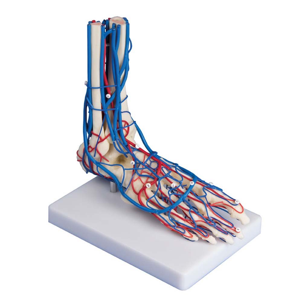 Anatomía Modelo ESQUELETO del pie con gefäßen, tarro de pie modelo, anatómica, trípode