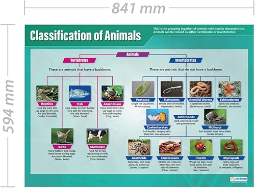 Miniatura 2 de Daydream Education Póster de Clasificación de Animales para el aula de ciencias – Extra Grande 33 x 23.5 pulgadas – Papel brillante – Decoración de