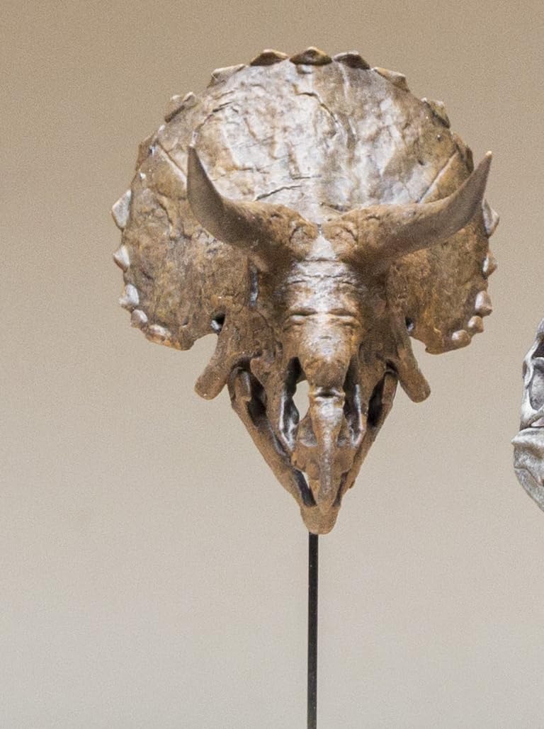 VWUVWU Triceratops Skull Fossil Figure Ceratopsidae Collector GK Decor Resin Dinosaur Model Realistic Animal Gift for Adult