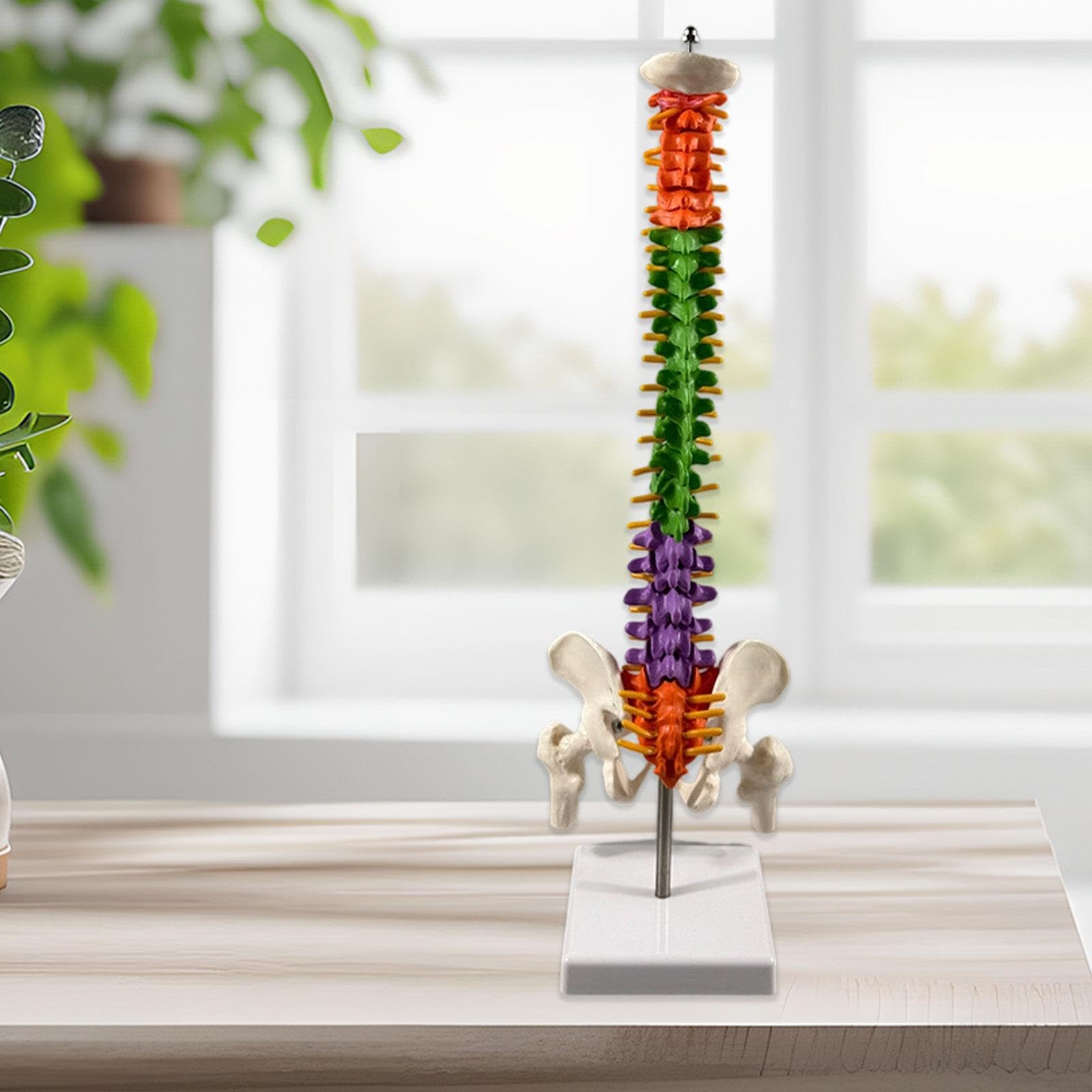 DYNWAVE Spine Model Skeleton Teaching Aids with Display Stand Education Tool 17.7inch Vertebral Column Model for Science Study School