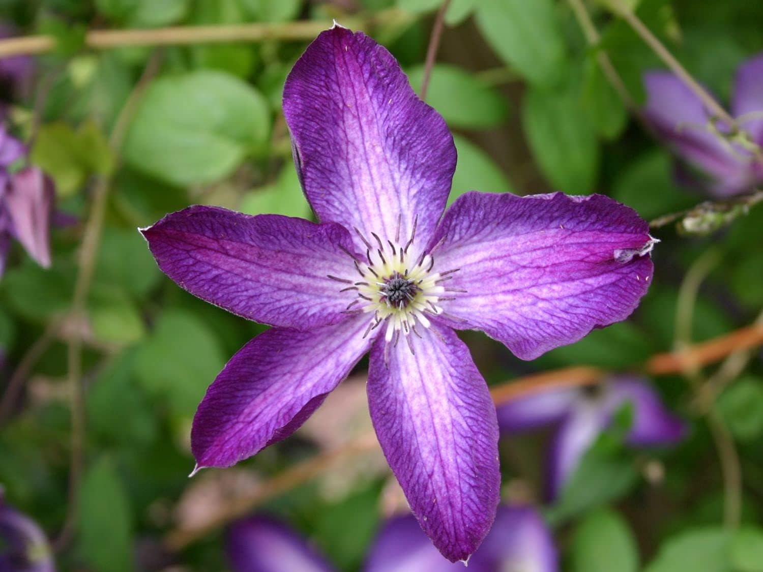 Clematis Venosa Violacea Live Plant in a 4 Inch Growers Pot Clematis ' Venosa