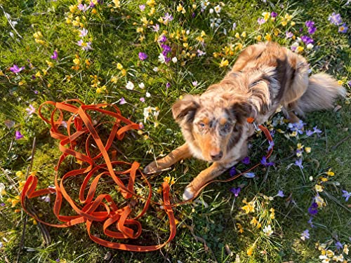Twinkys Dog Style Schleppleine Hundeleine gummiert 20 mm breit für Hunde bis 50 kg - OHNE Handschlaufe 3 Meter Orange Made IN Germany