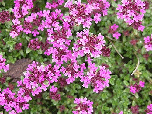 Red Supply Solution Creeping Thyme 100 Seeds - Thymus Serpyllum, Elfin Thyme Herb Flower, Fragrant Ground Cover Seeds, Perennial Non Gmo Heirloom Seeds, Groundcover Seeds For Planting #TOP1