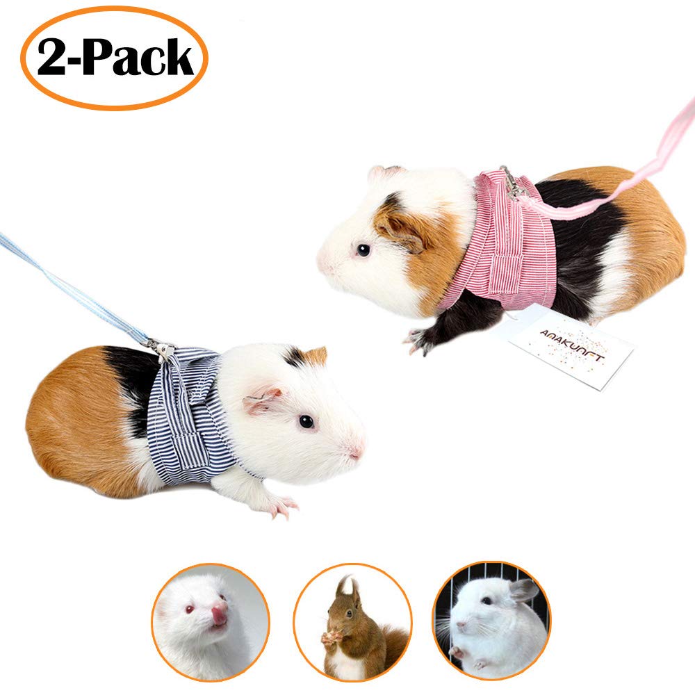 guinea pig collar