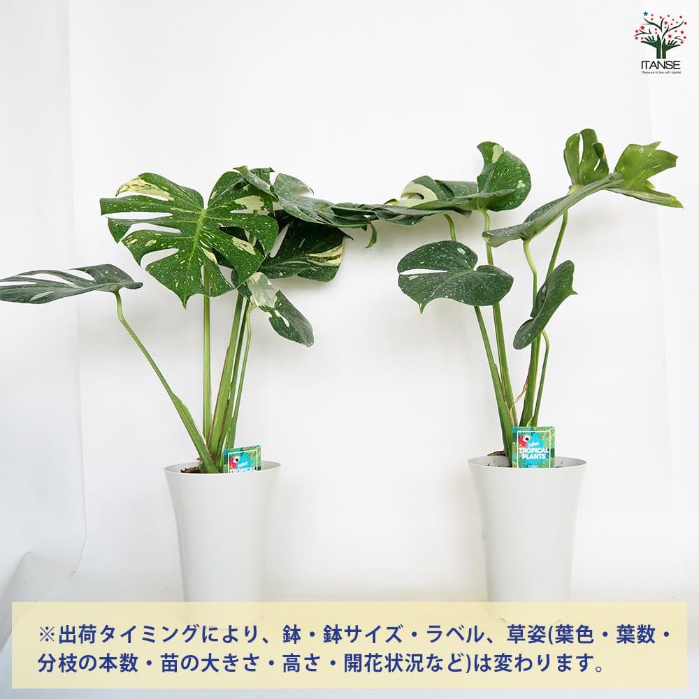 Amazon｜ITANSE モンステラ タイコンステレーション 6号 1個売り