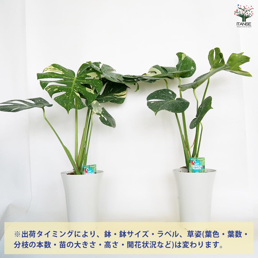 Amazon｜ITANSE モンステラ タイコンステレーション 6号 1個売り