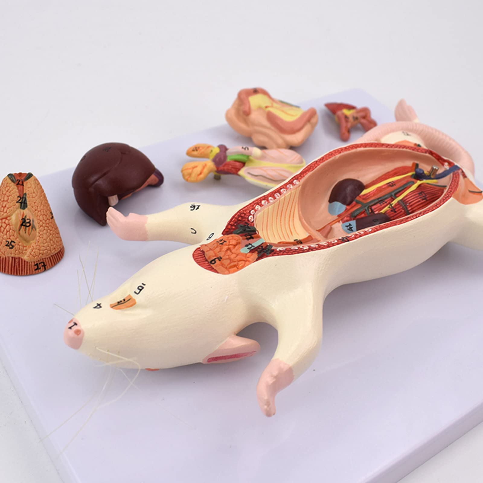 Modele dydaktyczne z zakresu biologii, Model struktury anatomicznej narządów myszy – model obserwacji wyglądu i anatomii wewnętrznej