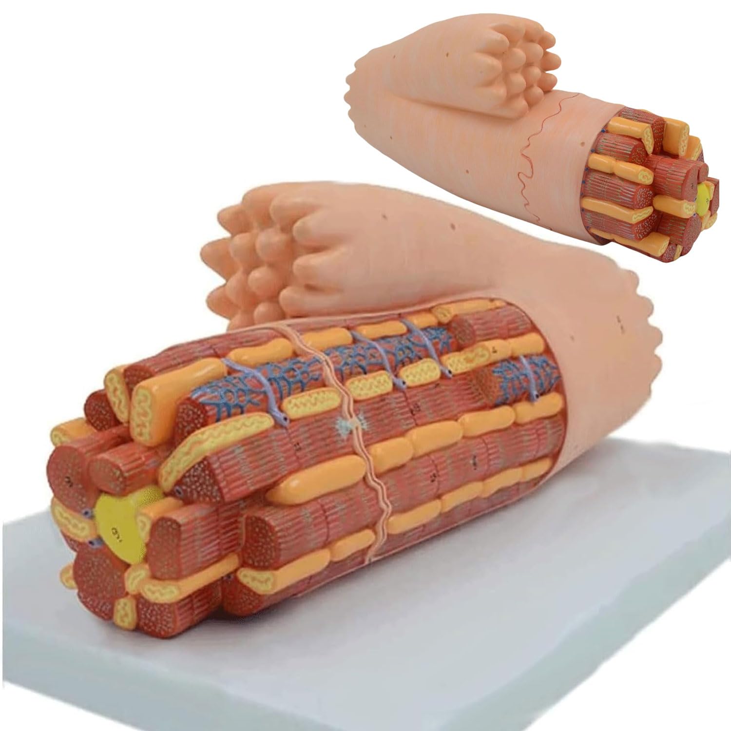 YNIYUJKL Human Cardiac Muscle Model - Myocardial Tissue Anatomy Model For Medical Study And Anatomical Amplification Of Cardiomyocytes