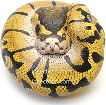 61isIFs5QuL._AC_UF350,