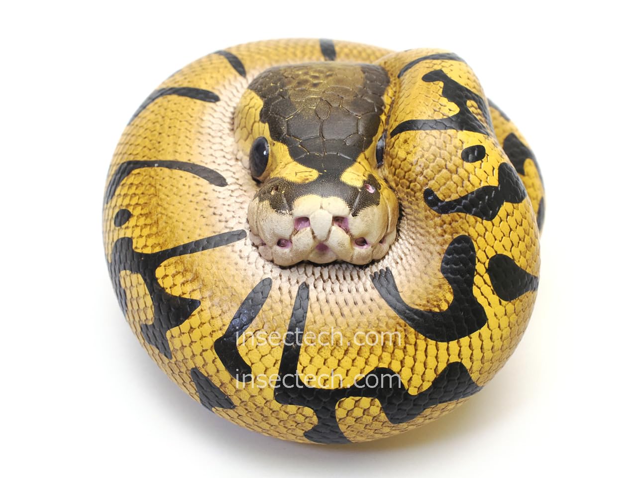 【30体限定！】【動物の惑星】ボールパイソン　フルブラック　アニマルプラネット 30体限定！】【動物の惑星】ボールパイソン フルブラック アニマル