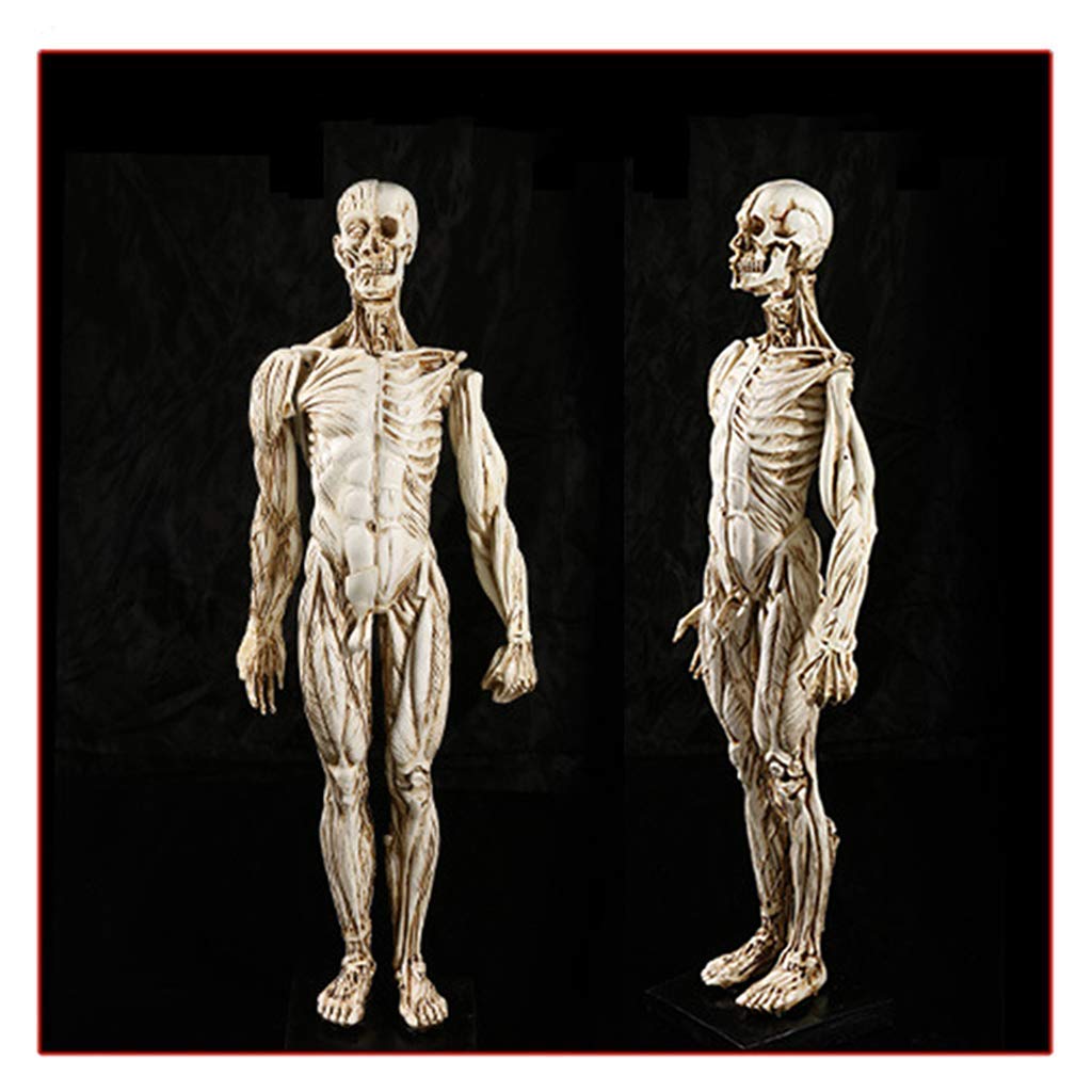 Model edukacyjny, anatomiczny model szkieletu człowieka - 1:1 naturalnej wielkości model anatomii człowieka - biologia medyczna pomoc dydaktyczna modele medyczne materiały model szkieletu