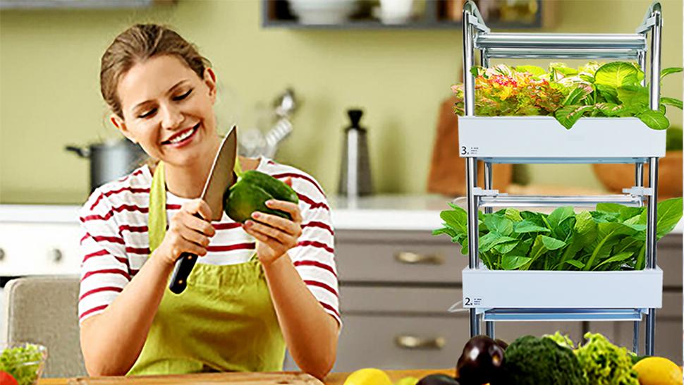 Amazon.com: Hydroponics Growing System Plant Germination Kits