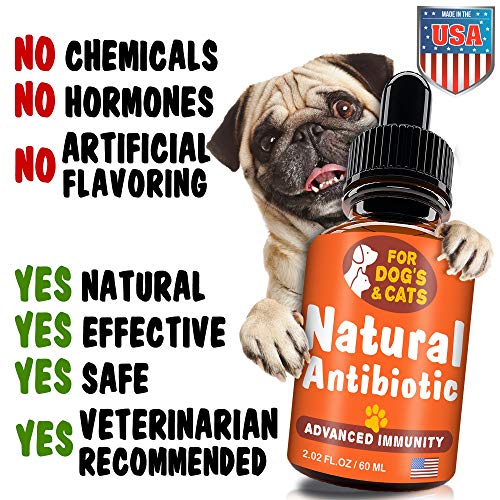 natural antibiotic for cats